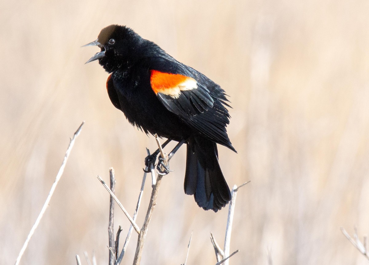 Red-winged Blackbird - ML147733311