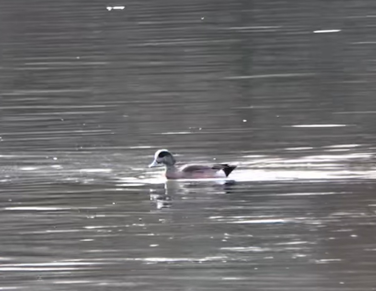 American Wigeon - ML147734601