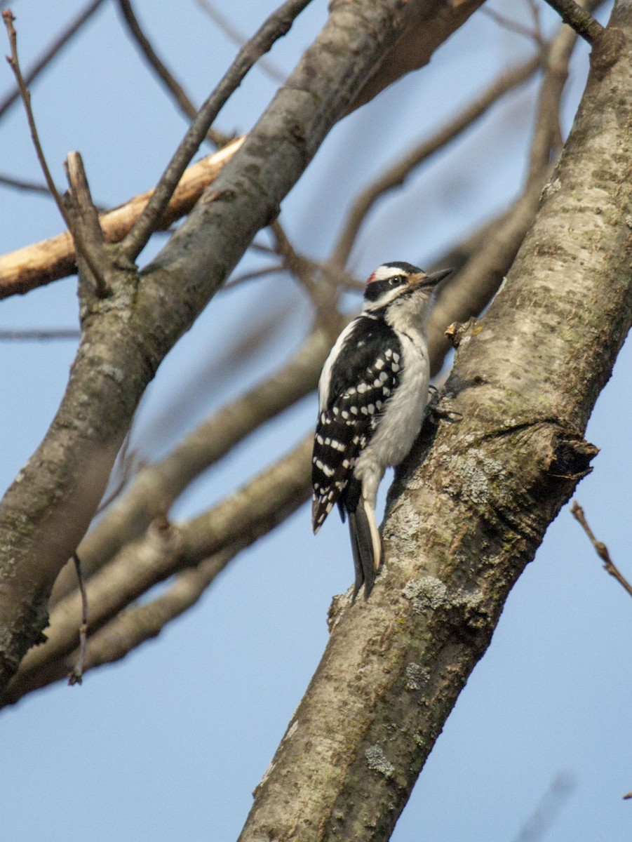 Hairy Woodpecker - Bonnie Graham