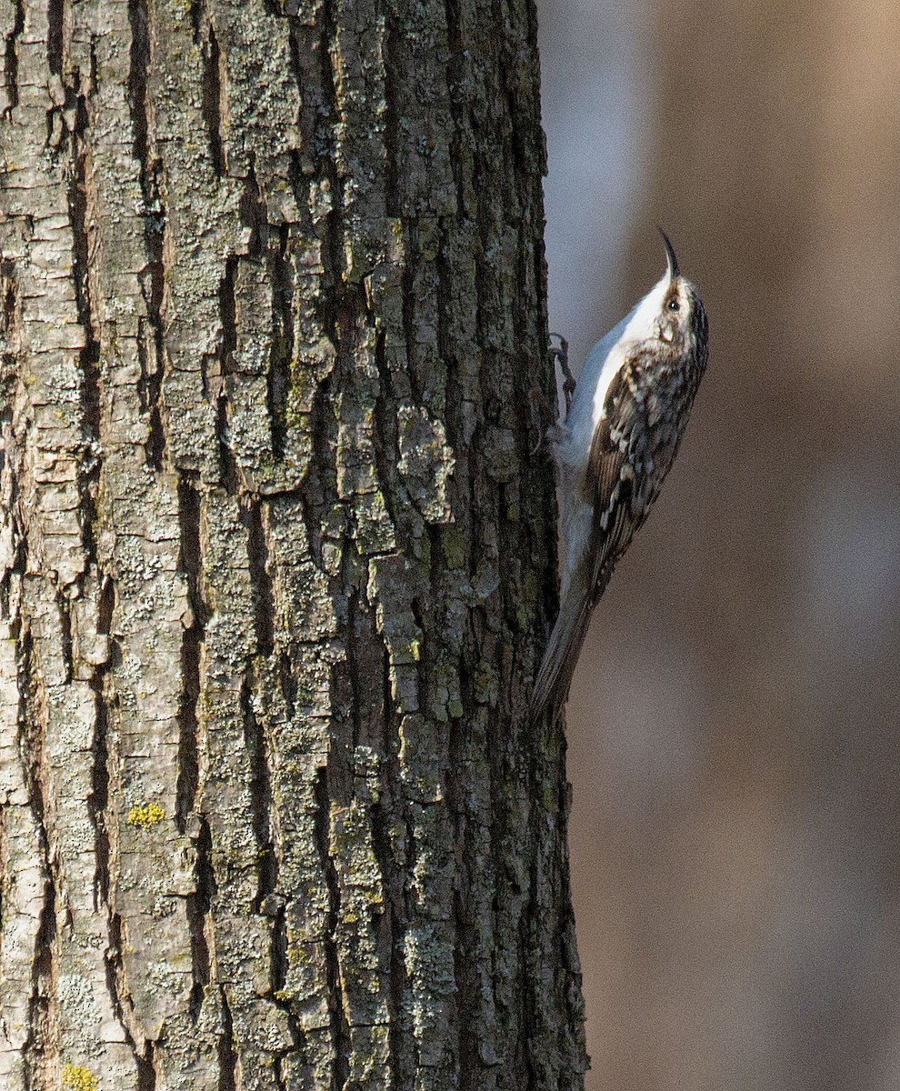 Brown Creeper - Bonnie Graham