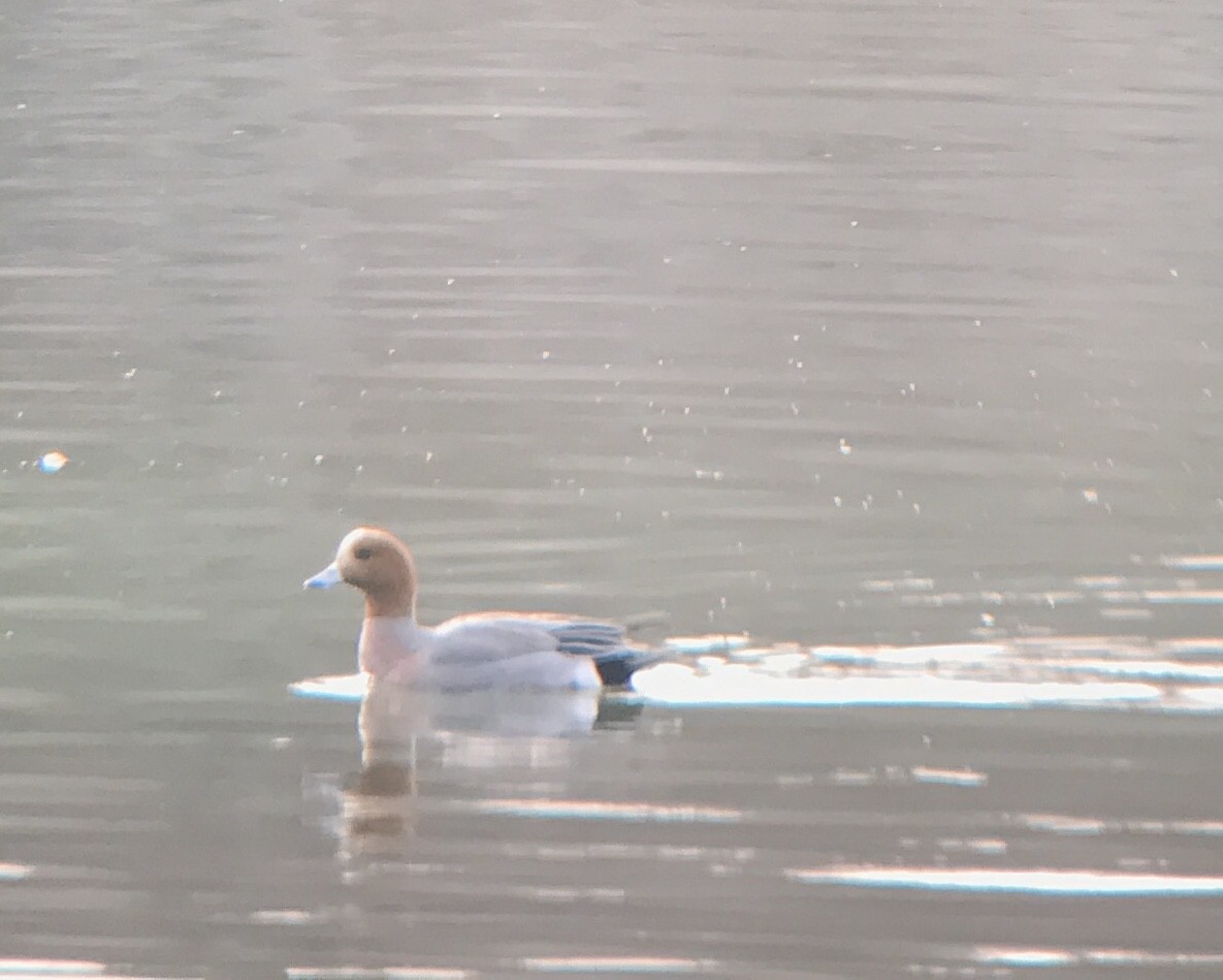 Eurasian Wigeon - ML147734851