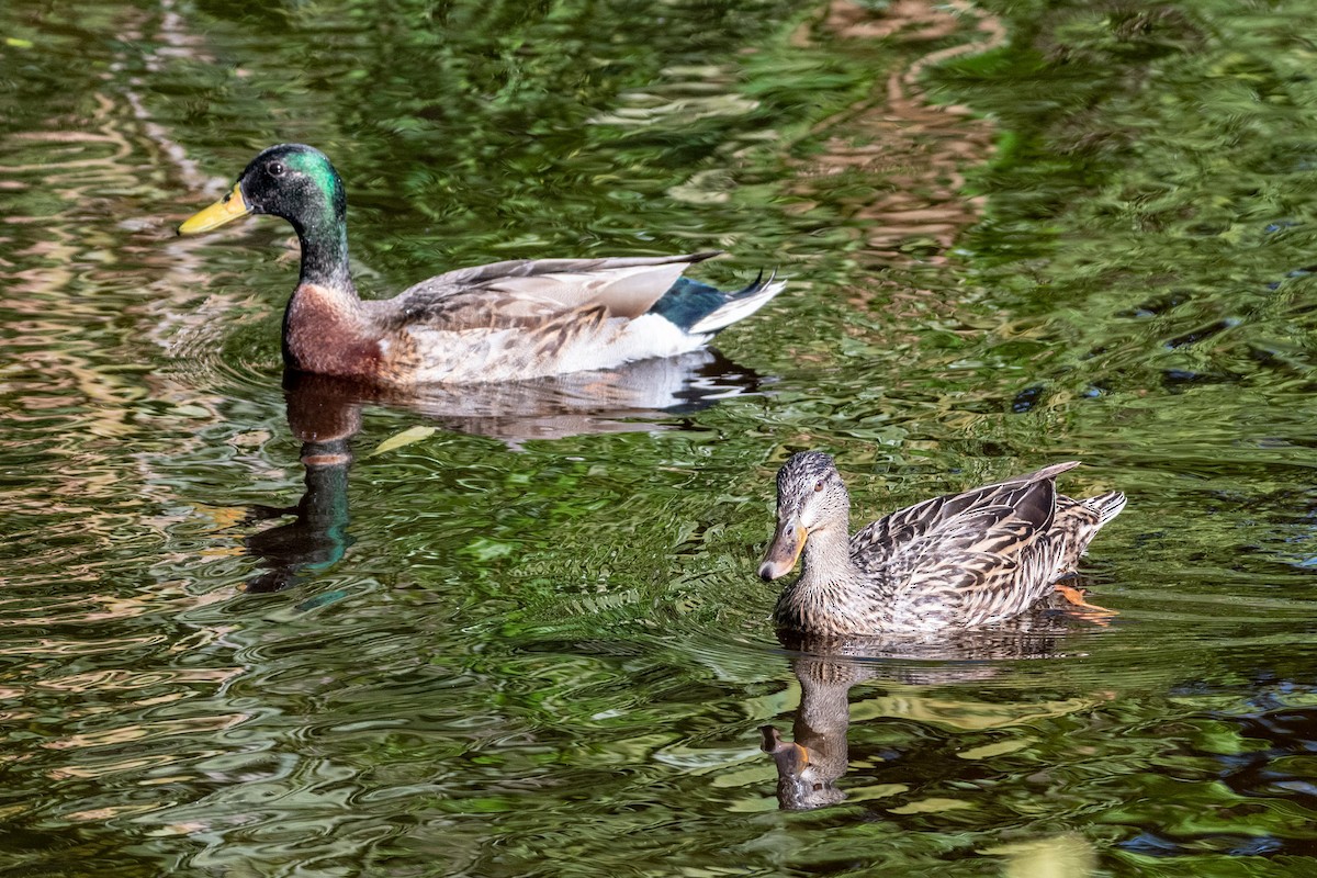 Mallard - Dick Murray