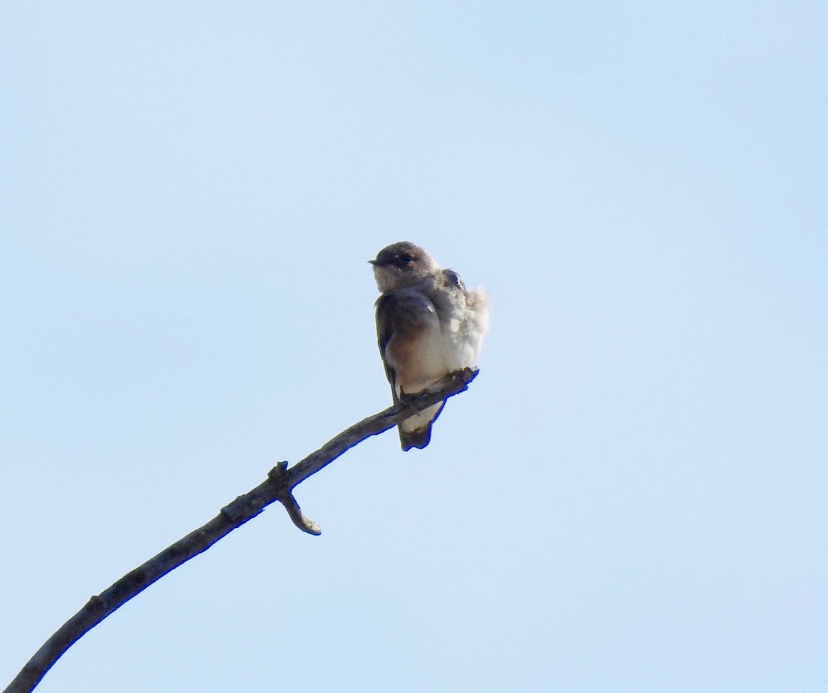 Northern Rough-winged Swallow - ML147735911