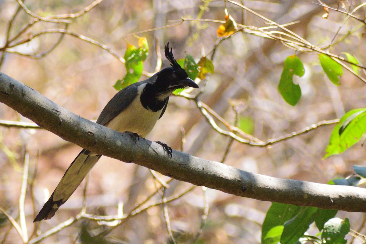 Black-throated Magpie-Jay - Ricardo Arredondo