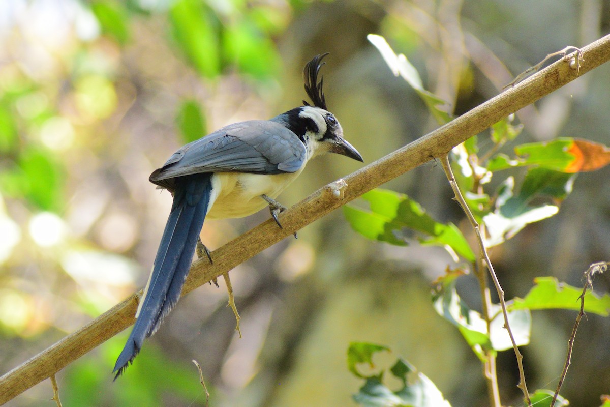 White-throated Magpie-Jay - Ricardo Arredondo