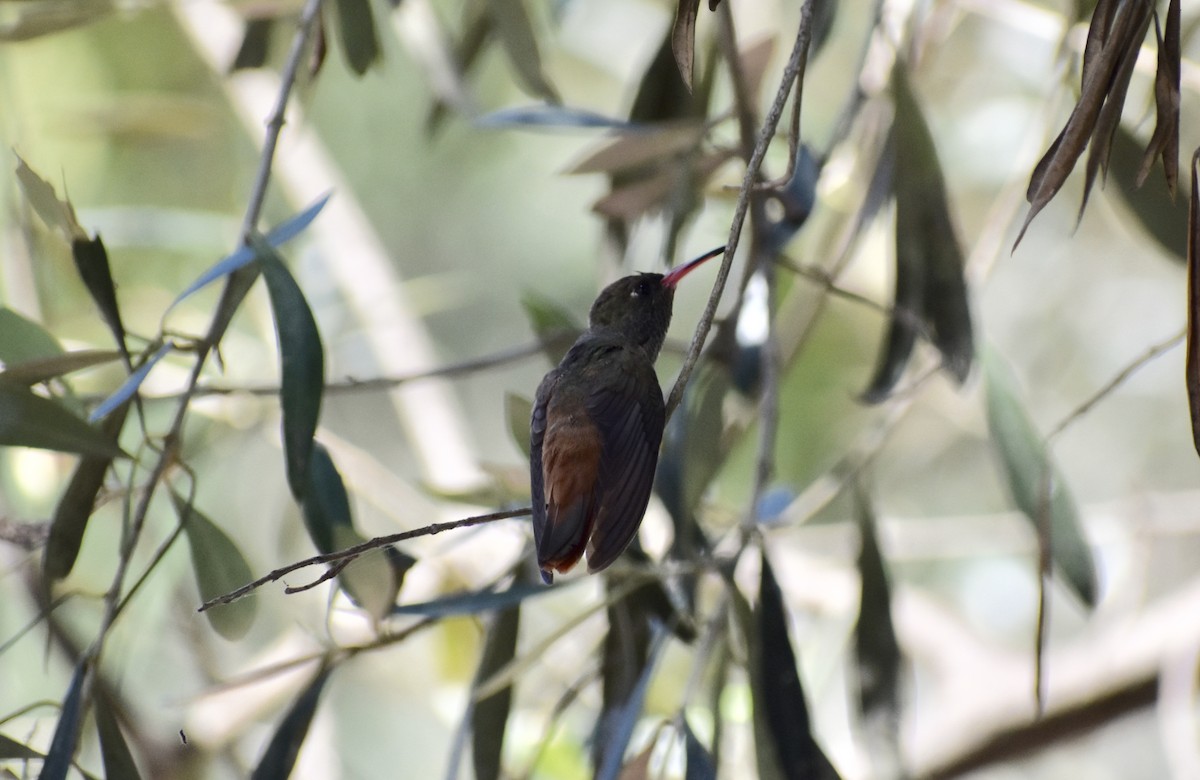 ML147740031 - Amazilia Hummingbird - Macaulay Library
