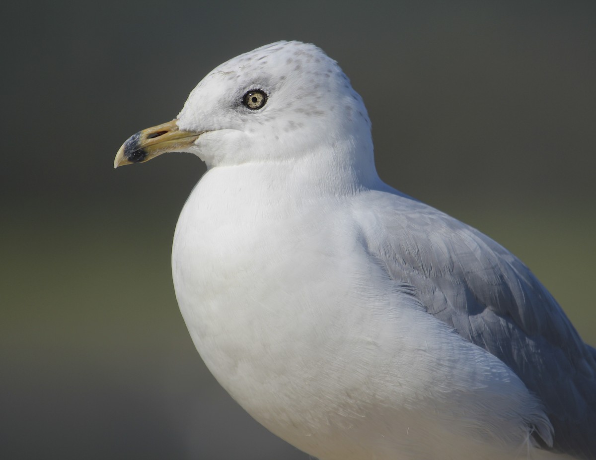 Ring-billed Gull - ML147741111