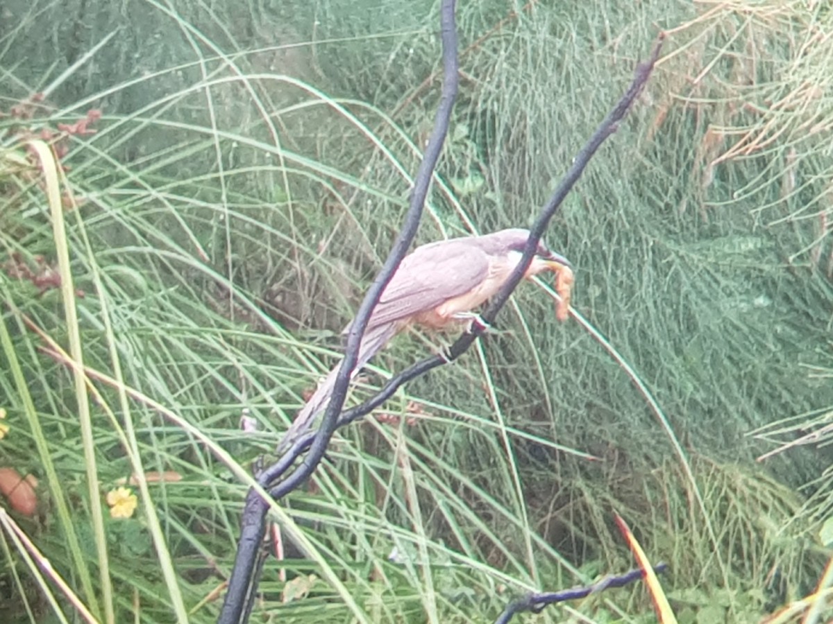 Mangrove Cuckoo - ML147741131