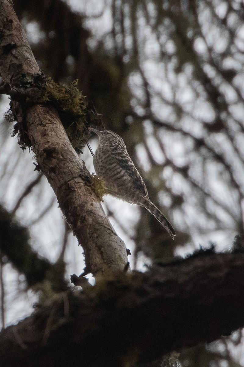 Gray-barred Wren - ML147741761