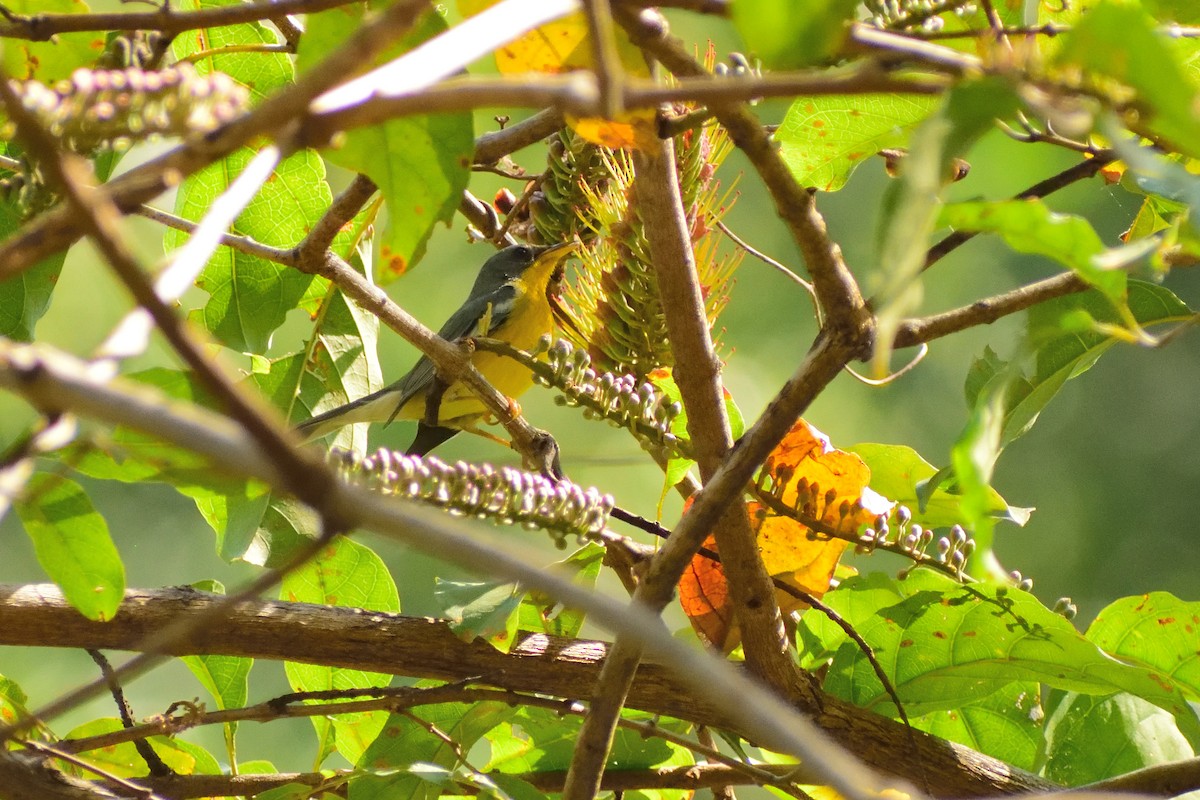 Tropical Parula - ML147742191