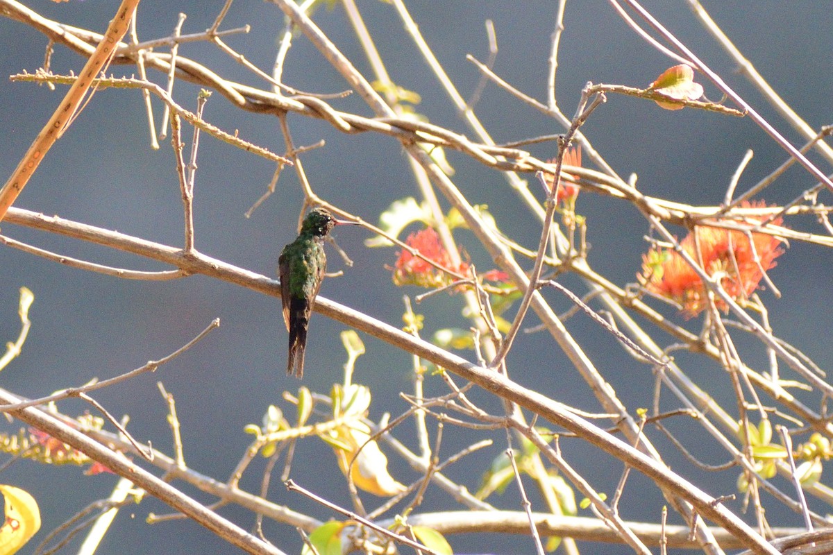 Golden-crowned Emerald - ML147742941