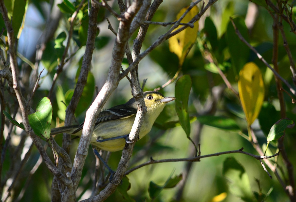 Mangrove Vireo - ML147743141