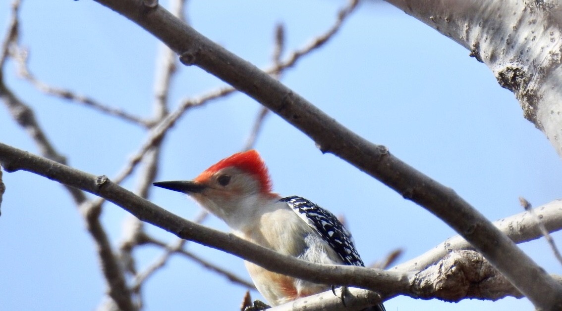 Red-bellied Woodpecker - William McClellan
