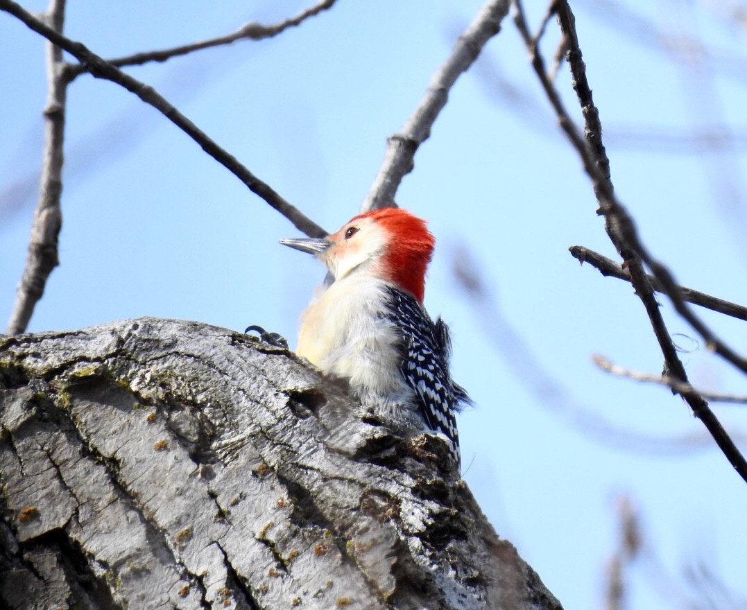 Red-bellied Woodpecker - William McClellan