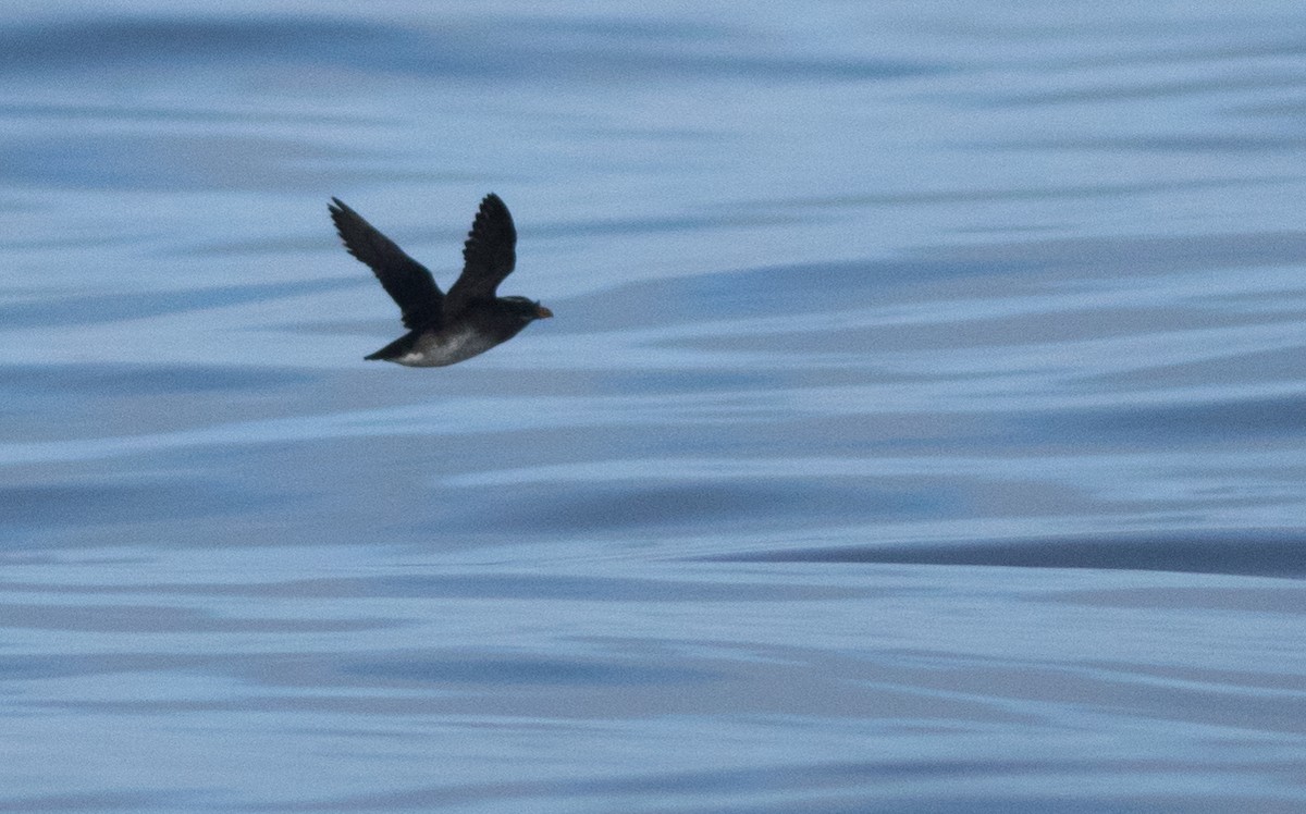 Rhinoceros Auklet - ML147743931