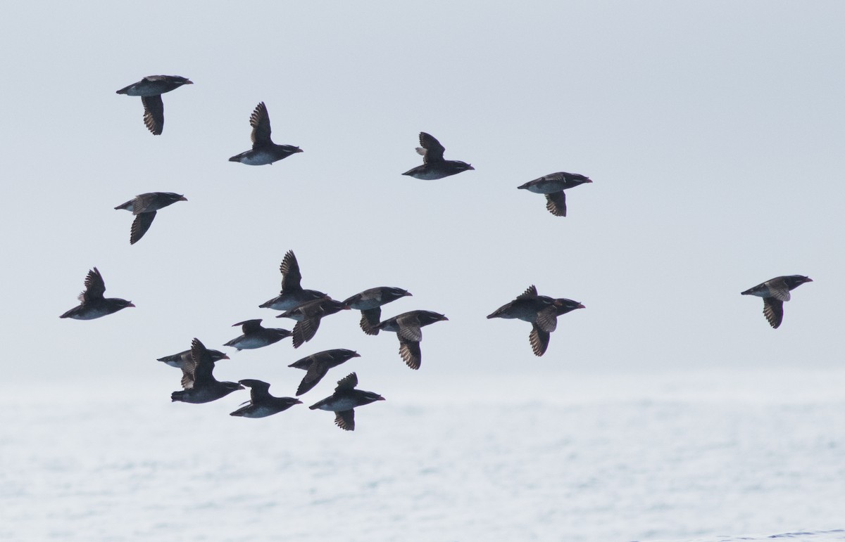 Rhinoceros Auklet - ML147743941