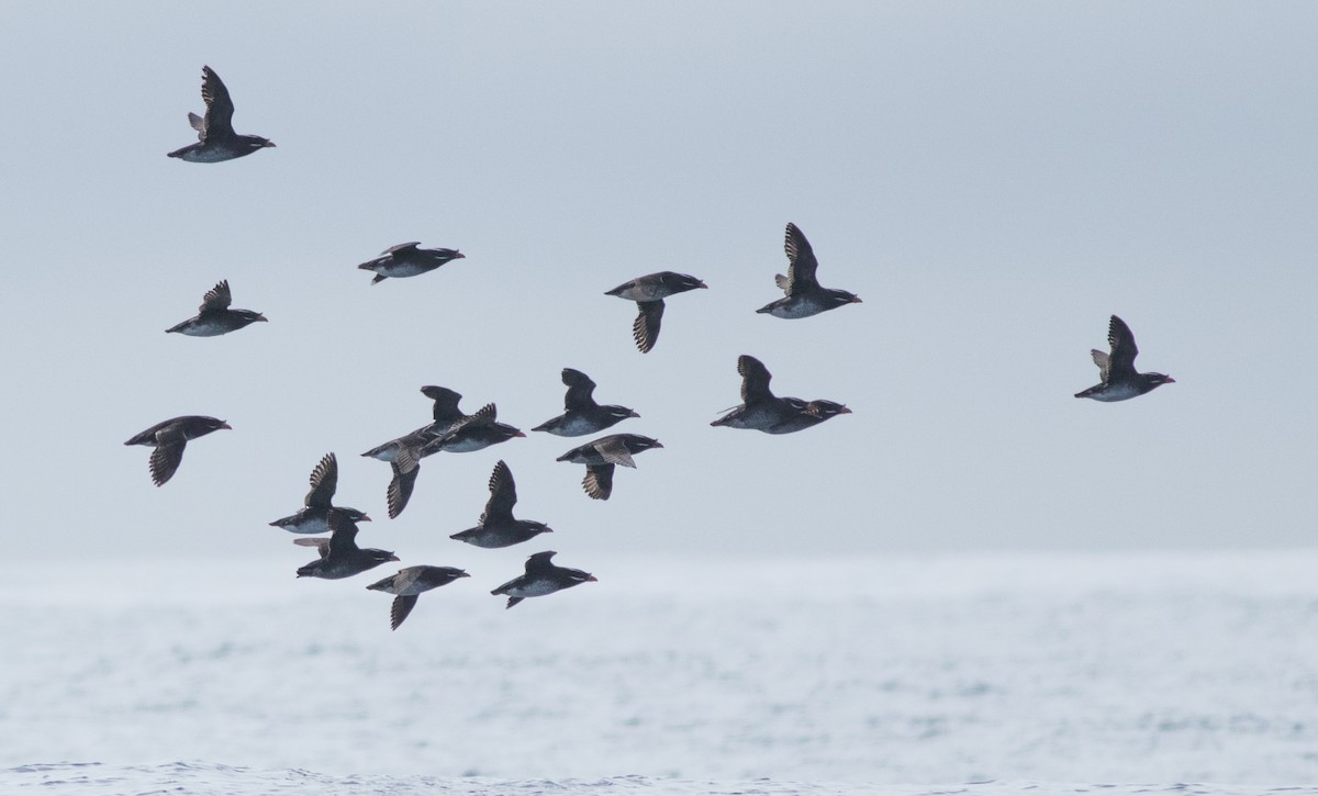 Rhinoceros Auklet - ML147743951