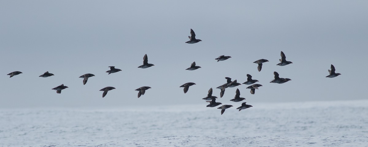 Rhinoceros Auklet - ML147743981