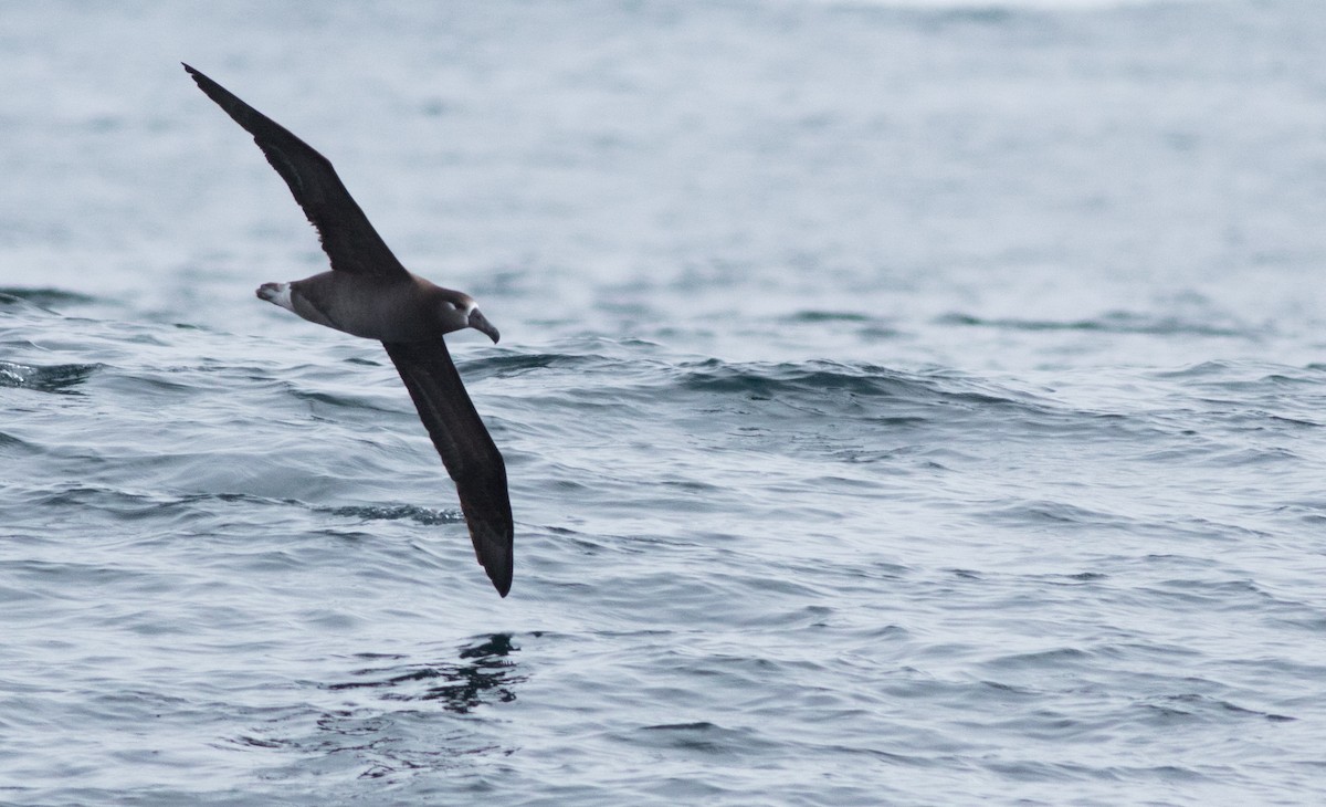 Albatros à pieds noirs - ML147744061