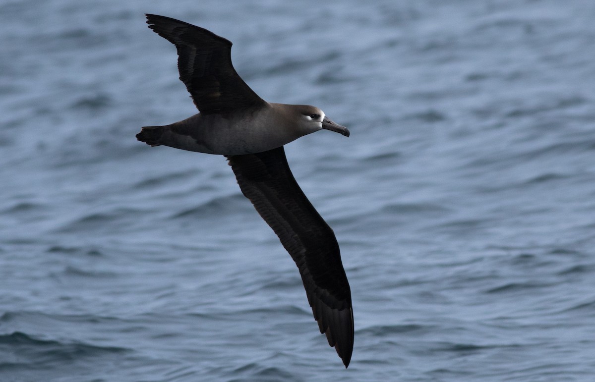 Albatros à pieds noirs - ML147744071