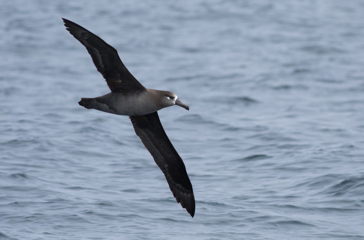 Albatros à pieds noirs - ML147744081