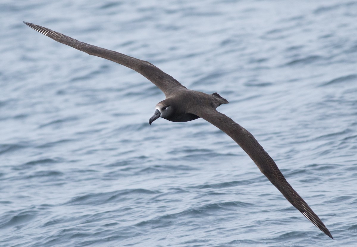 Albatros à pieds noirs - ML147744091