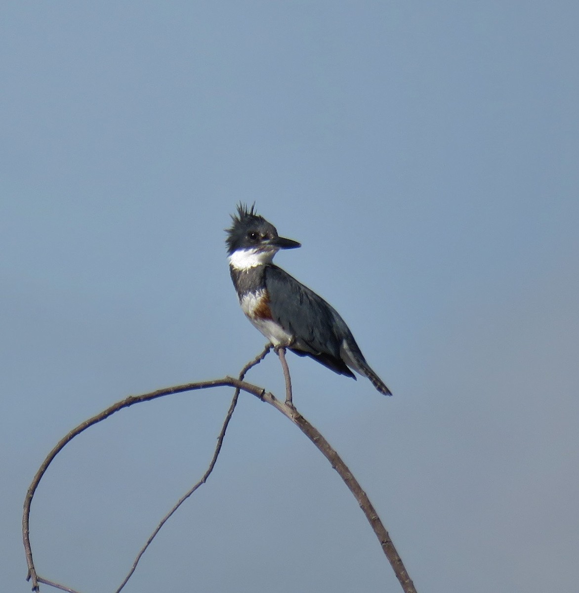 Belted Kingfisher - ML147744491