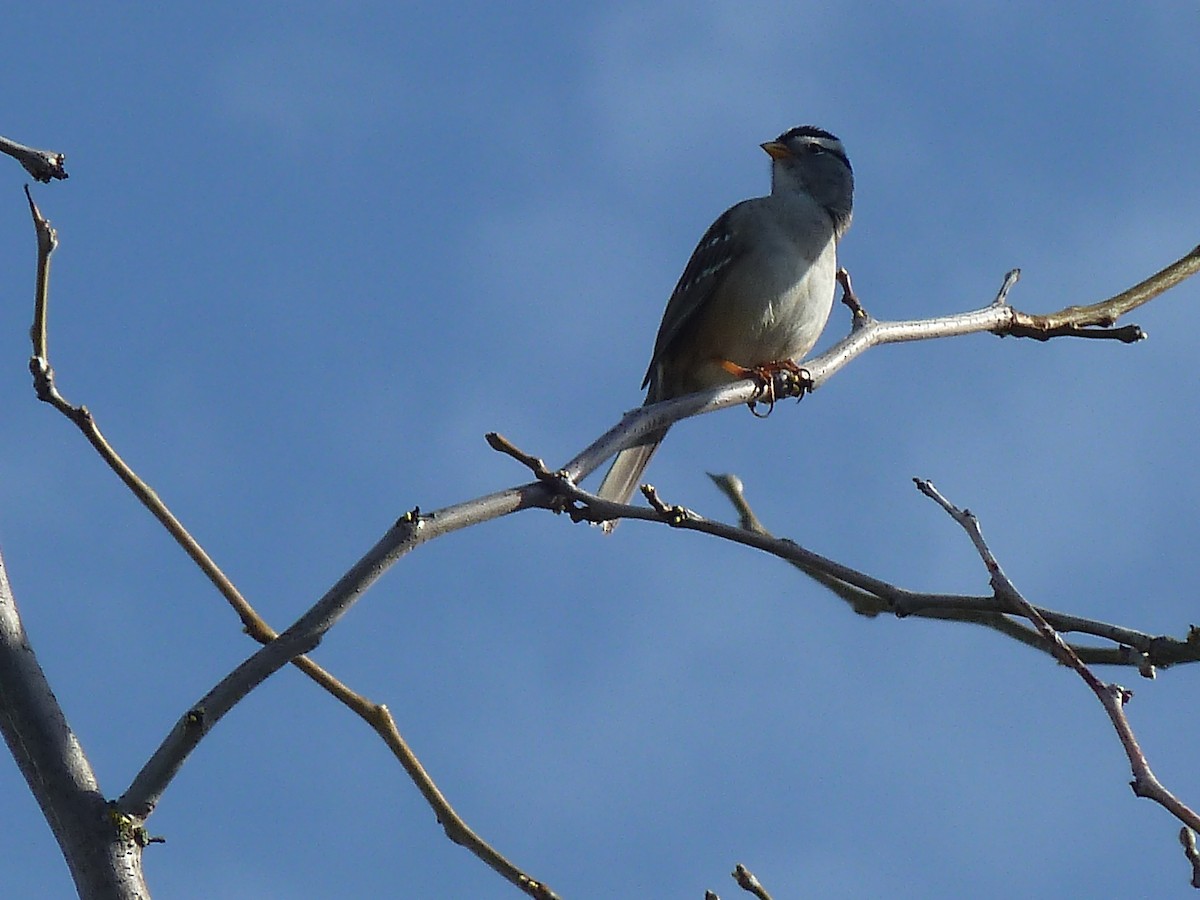 White-crowned Sparrow - Elaine Koehler