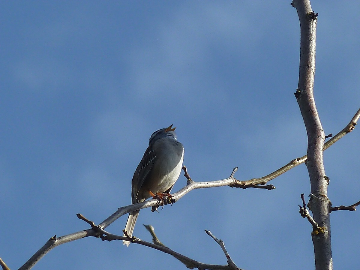 White-crowned Sparrow - Elaine Koehler