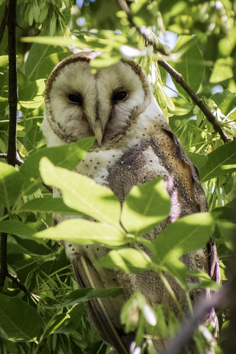 Barn Owl - Ricardo Arredondo