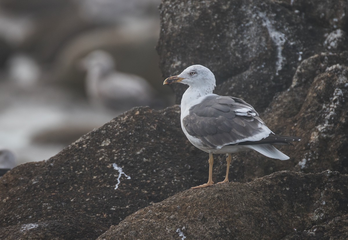 Lesser Black-backed Gull - ML147747131