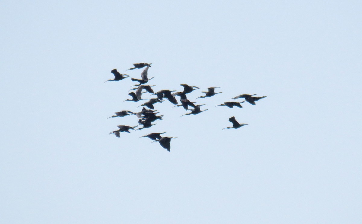 Glossy Ibis - ML147747151