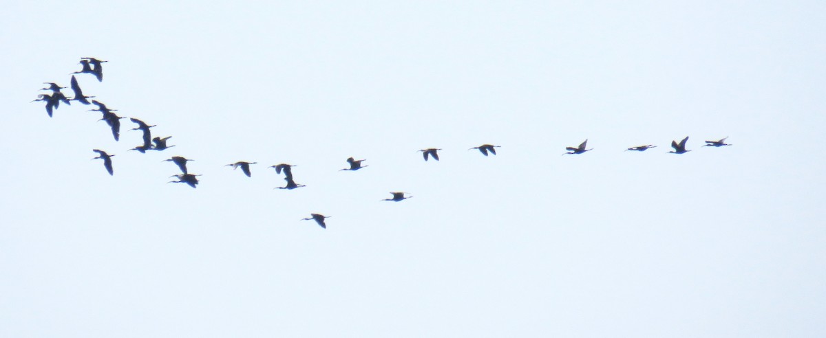 Glossy Ibis - ML147747161