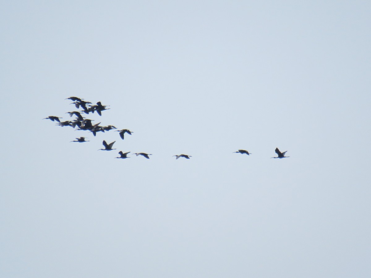 Glossy Ibis - ML147747211