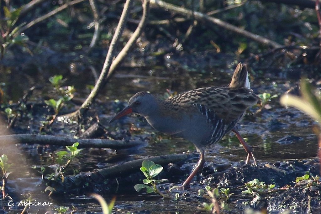 vannrikse - ML147751221