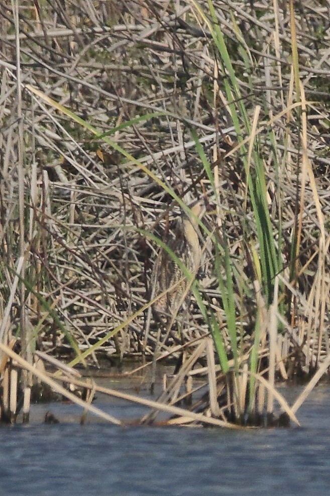 rørdrum - ML147751291