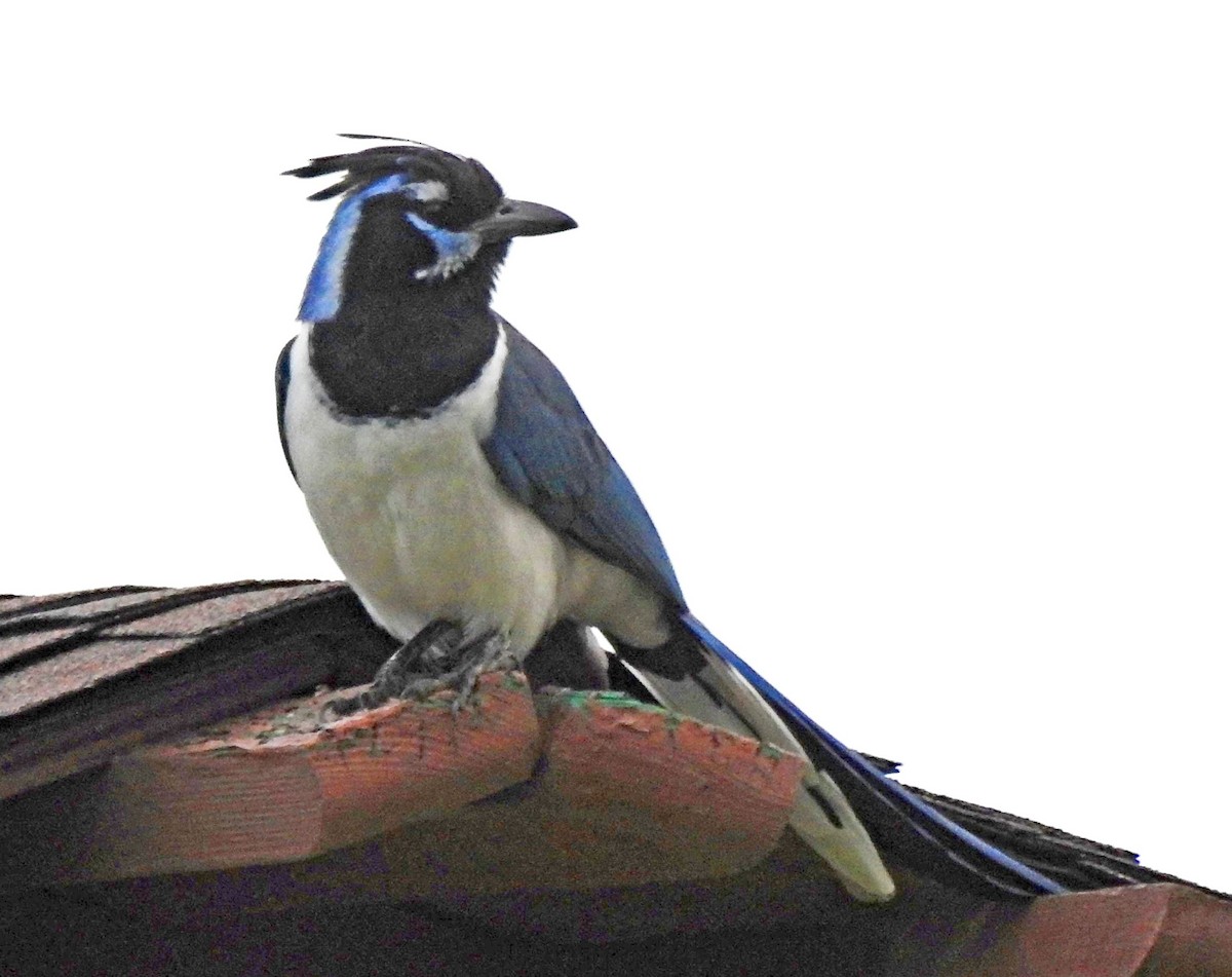 Black-throated Magpie-Jay - ML147751331