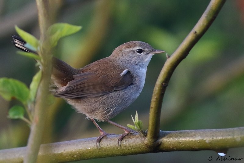 cettisanger - ML147751981