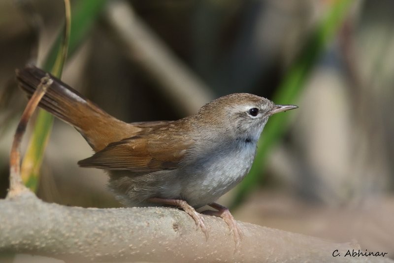 cettisanger - ML147752021