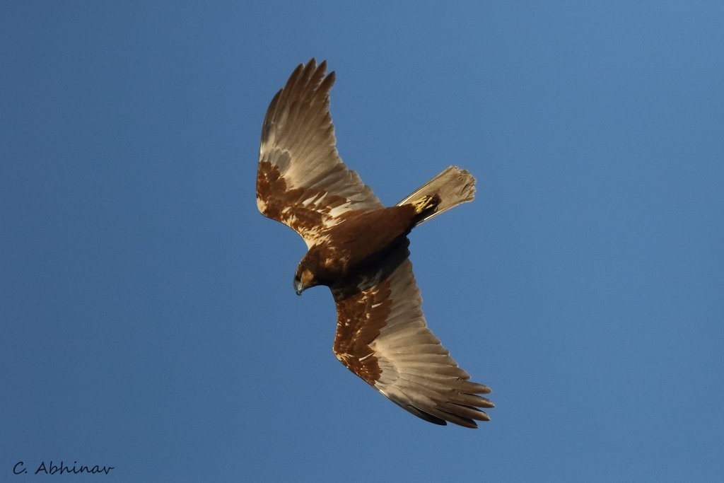 sivhauk - ML147752121