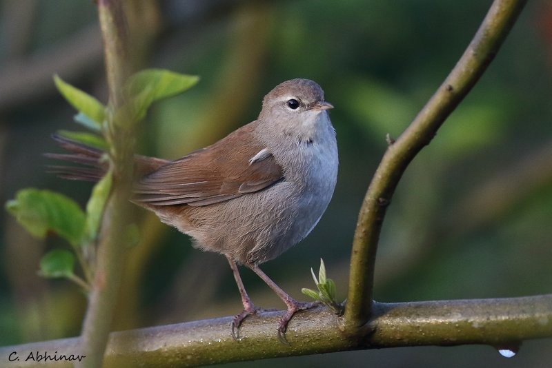 cettisanger - ML147752351