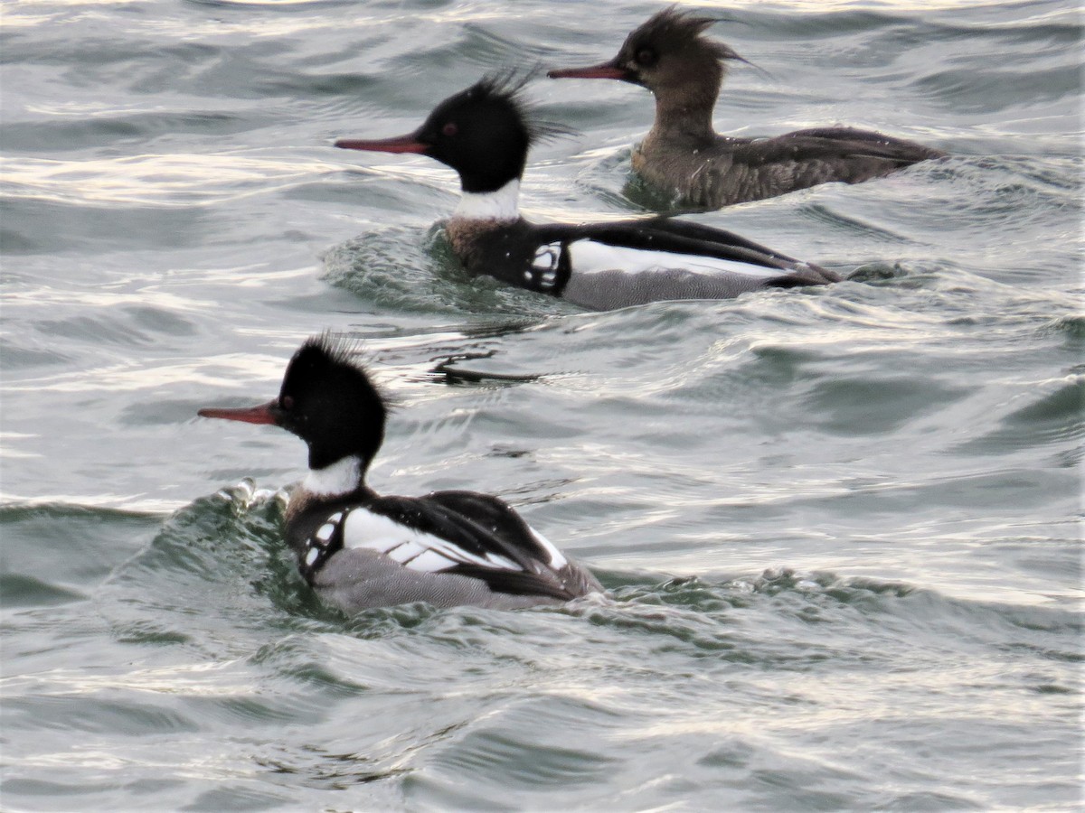 Red-breasted Merganser - ML147753351