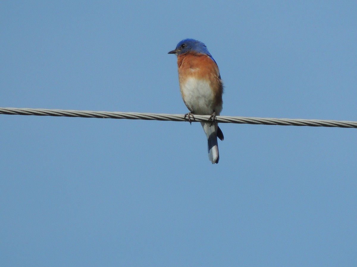 Eastern Bluebird - ML147753511