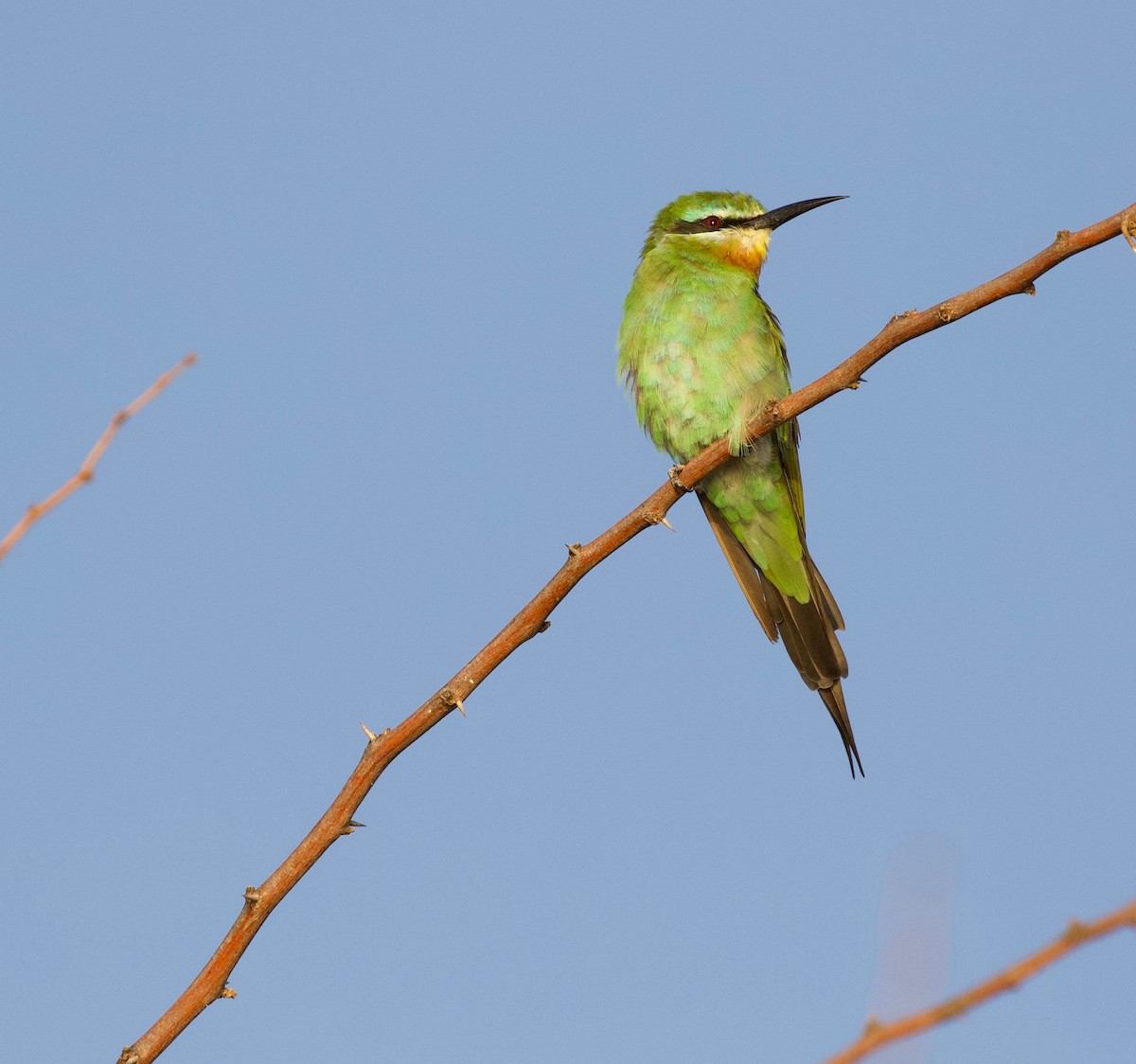 Blue-cheeked Bee-eater - ML147754321