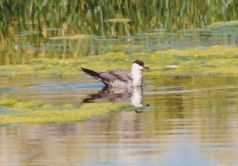 Long-tailed Jaeger - ML147755131