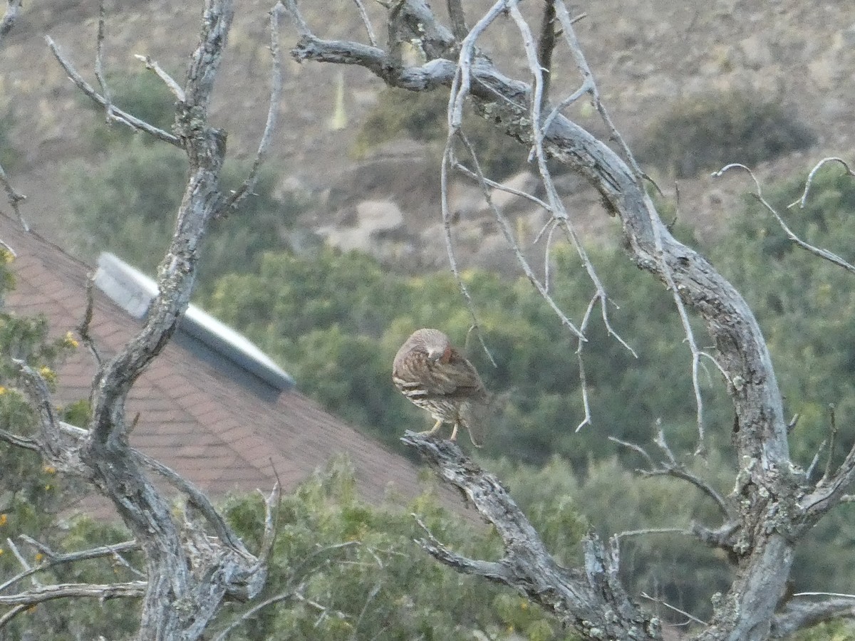 Erckel's Spurfowl - ML147755261