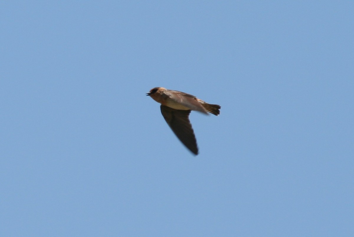 Golondrina Pueblera - ML147755981