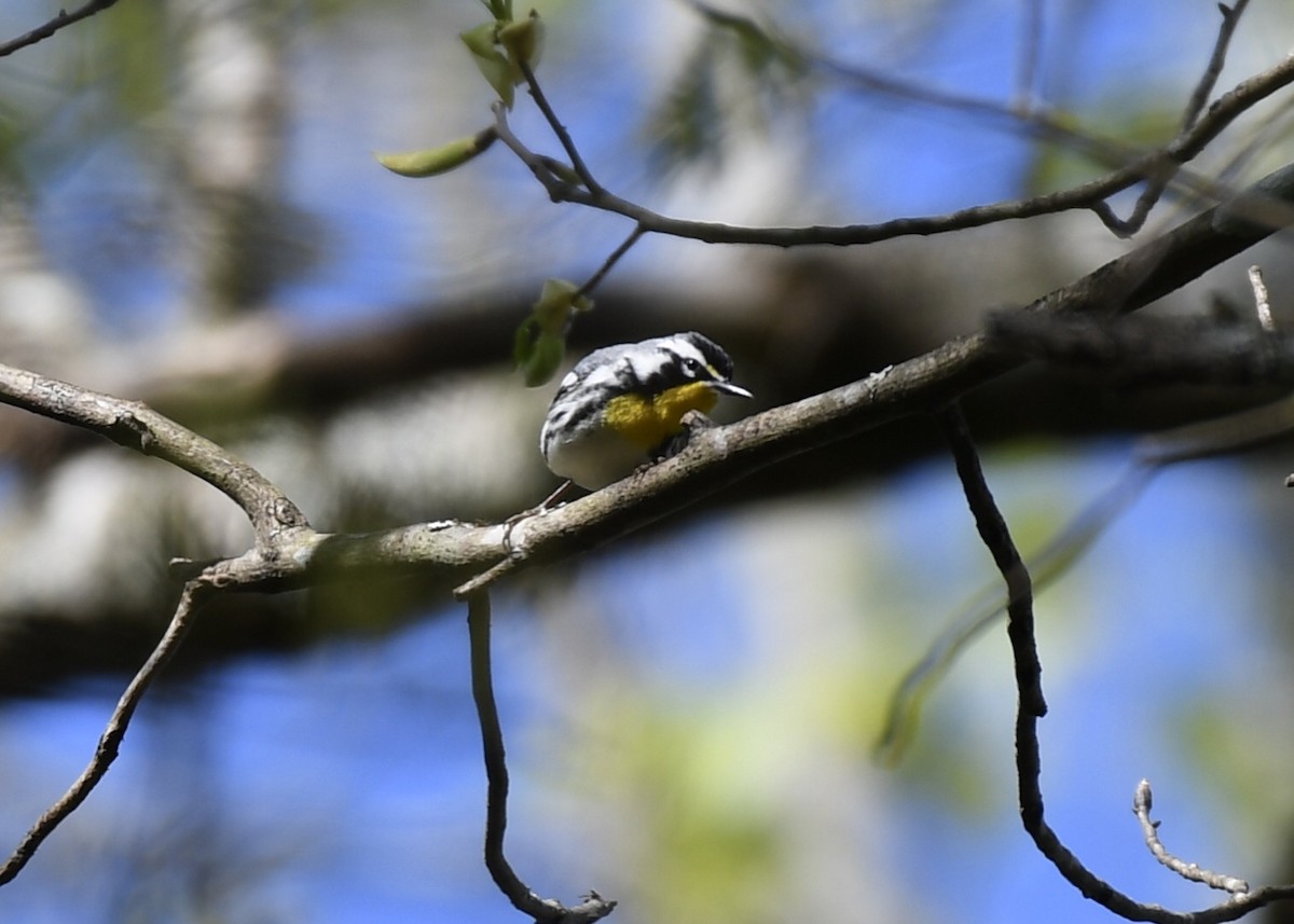 Yellow-throated Warbler - Joe Wujcik