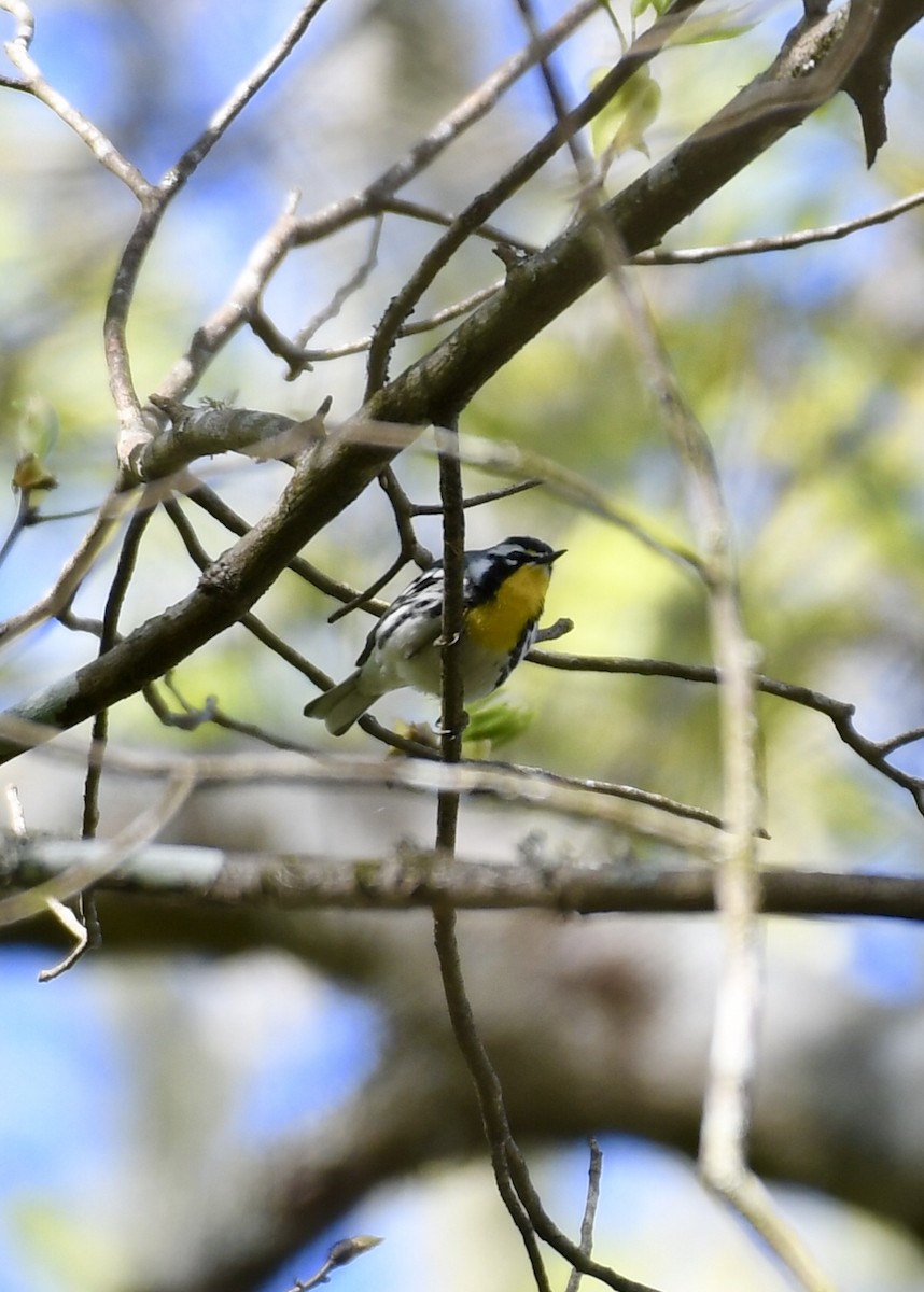 Yellow-throated Warbler - Joe Wujcik