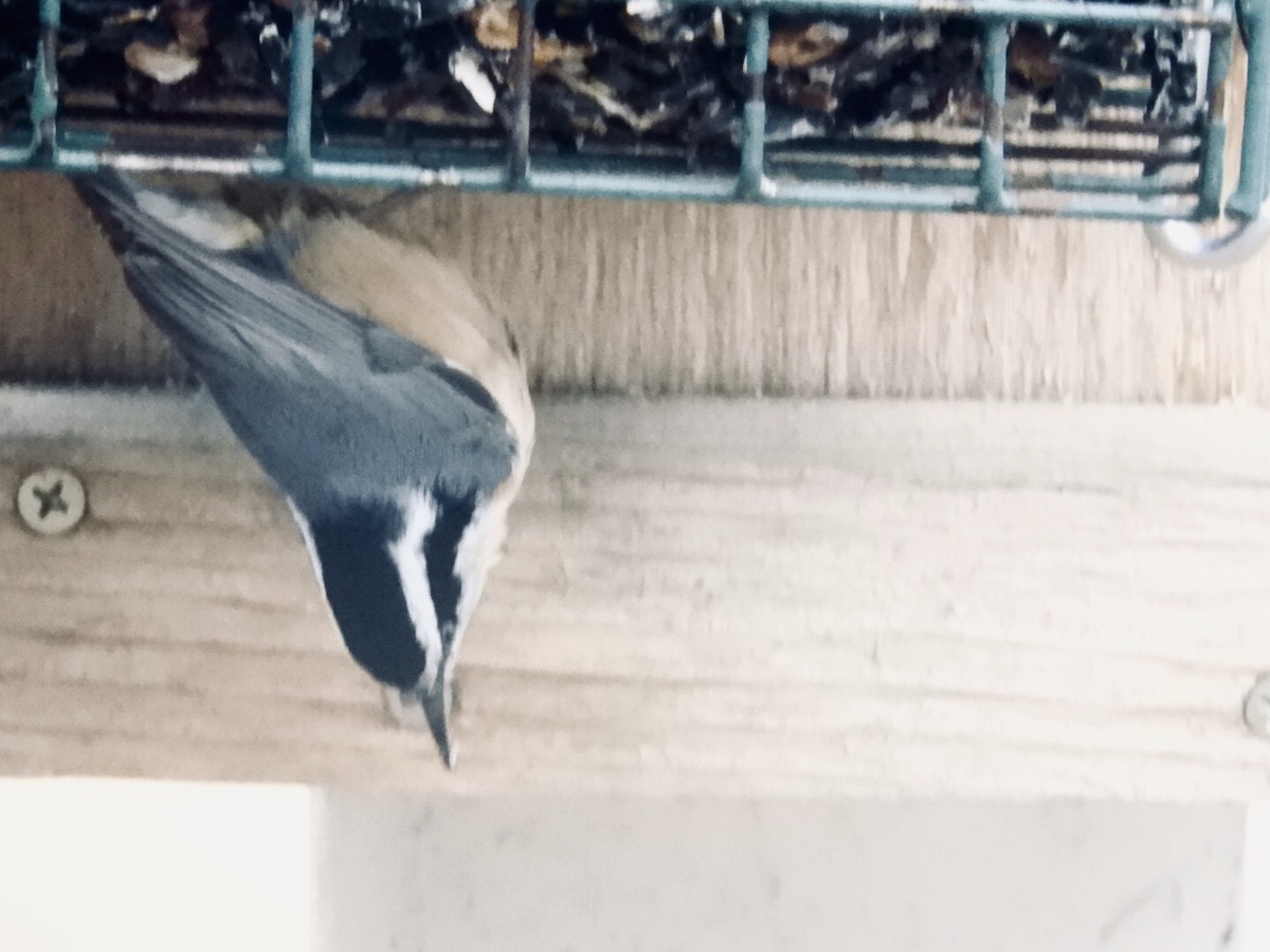 Red-breasted Nuthatch - Lois Rockhill